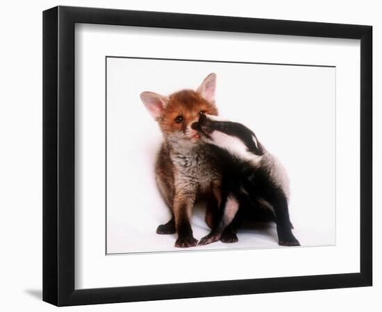 A Tale of Two Cubs, She's Always Badgering That Fox for a Kiss-null-Framed Photographic Print