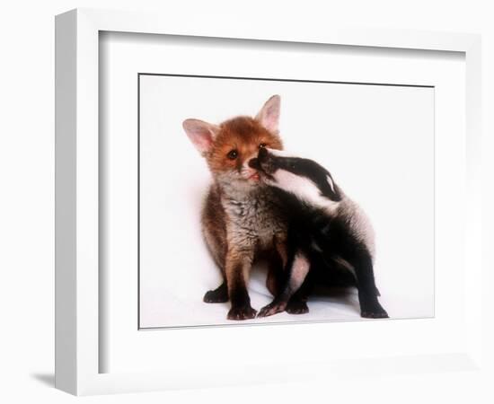 A Tale of Two Cubs, She's Always Badgering That Fox for a Kiss-null-Framed Photographic Print