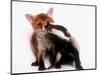 A Tale of Two Cubs, She's Always Badgering That Fox for a Kiss-null-Mounted Photographic Print