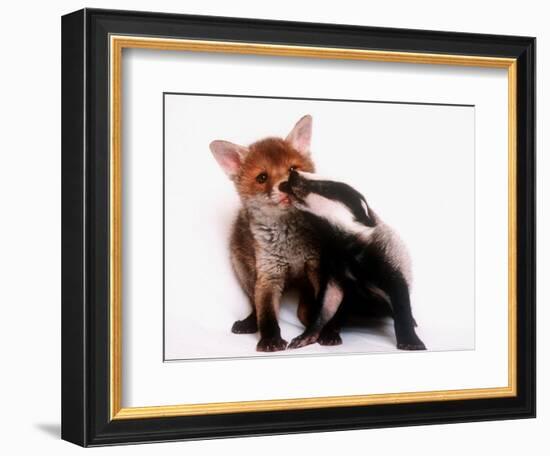 A Tale of Two Cubs, She's Always Badgering That Fox for a Kiss-null-Framed Photographic Print