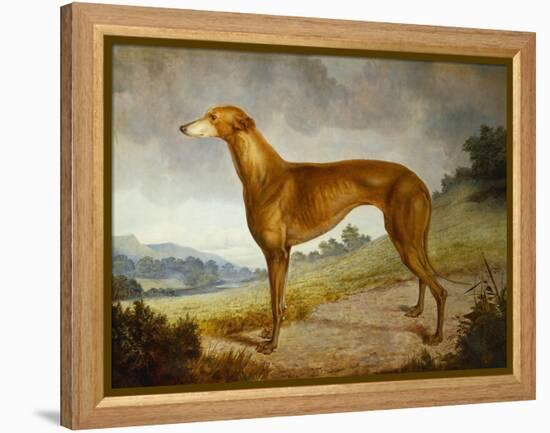 A Tan Greyhound Bitch in an Extensive River Landscape-F. H. Roscoe-Framed Premier Image Canvas