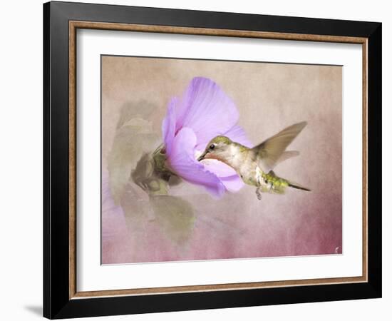 A Taste of Nectar Hummingbird-Jai Johnson-Framed Giclee Print