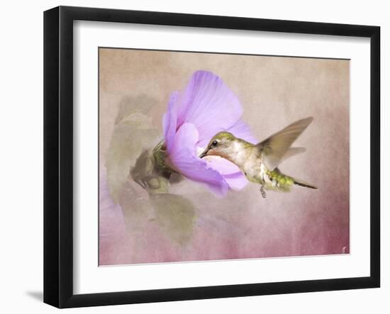 A Taste of Nectar Hummingbird-Jai Johnson-Framed Giclee Print