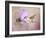 A Taste of Nectar Hummingbird-Jai Johnson-Framed Giclee Print