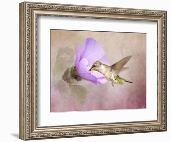 A Taste of Nectar Hummingbird-Jai Johnson-Framed Giclee Print