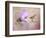 A Taste of Nectar Hummingbird-Jai Johnson-Framed Giclee Print