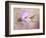 A Taste of Nectar Hummingbird-Jai Johnson-Framed Giclee Print