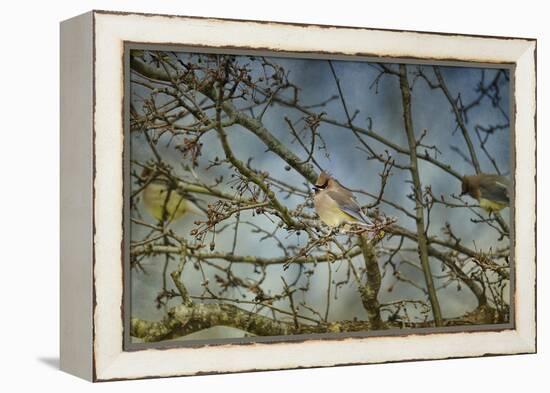 A Taste of Sunshine Cedar Wax Wings-Jai Johnson-Framed Premier Image Canvas