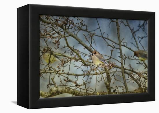 A Taste of Sunshine Cedar Wax Wings-Jai Johnson-Framed Premier Image Canvas