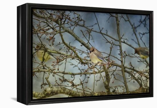 A Taste of Sunshine Cedar Wax Wings-Jai Johnson-Framed Premier Image Canvas