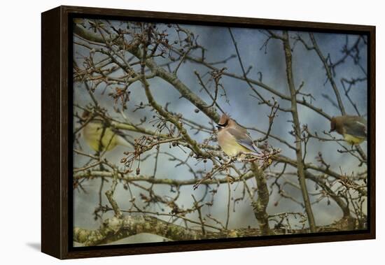 A Taste of Sunshine Cedar Wax Wings-Jai Johnson-Framed Premier Image Canvas