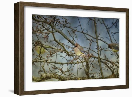 A Taste of Sunshine Cedar Wax Wings-Jai Johnson-Framed Giclee Print