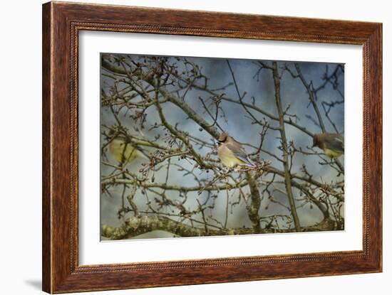 A Taste of Sunshine Cedar Wax Wings-Jai Johnson-Framed Giclee Print