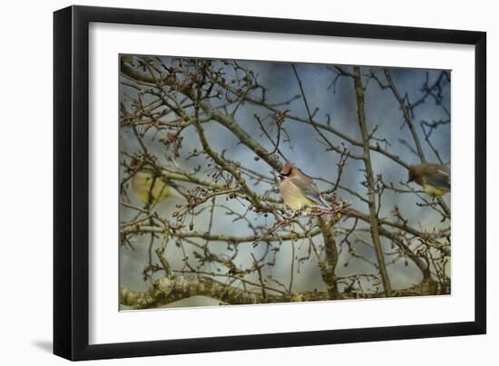 A Taste of Sunshine Cedar Wax Wings-Jai Johnson-Framed Giclee Print