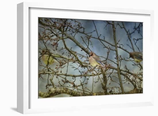 A Taste of Sunshine Cedar Wax Wings-Jai Johnson-Framed Giclee Print