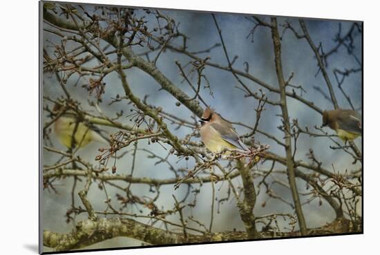 A Taste of Sunshine Cedar Wax Wings-Jai Johnson-Mounted Giclee Print