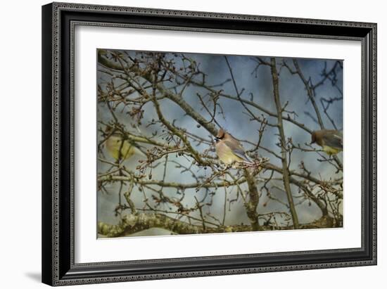 A Taste of Sunshine Cedar Wax Wings-Jai Johnson-Framed Giclee Print