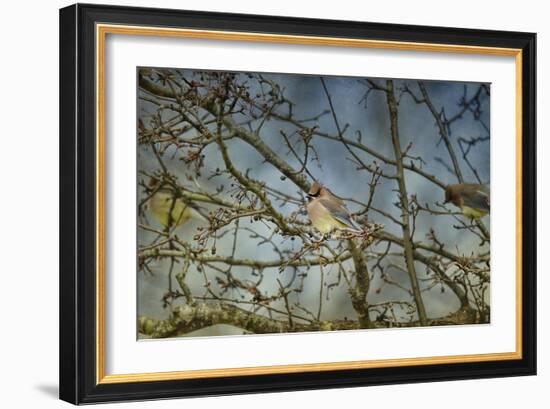 A Taste of Sunshine Cedar Wax Wings-Jai Johnson-Framed Giclee Print