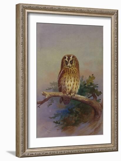 A Tawny Owl Perched on an Oak Branch, 1917 watercolor-Archibald Thorburn-Framed Giclee Print