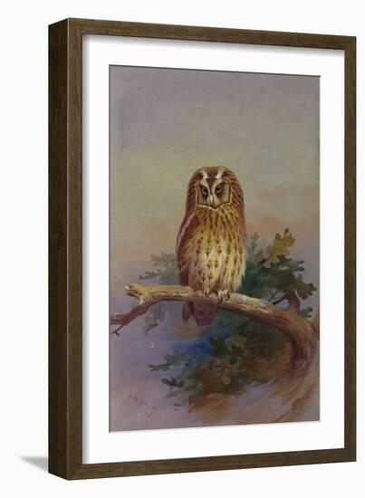 A Tawny Owl Perched on an Oak Branch, 1917 watercolor-Archibald Thorburn-Framed Giclee Print