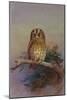 A Tawny Owl Perched on an Oak Branch, 1917 watercolor-Archibald Thorburn-Mounted Giclee Print