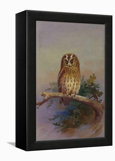 A Tawny Owl Perched on an Oak Branch, 1917 watercolor-Archibald Thorburn-Framed Premier Image Canvas