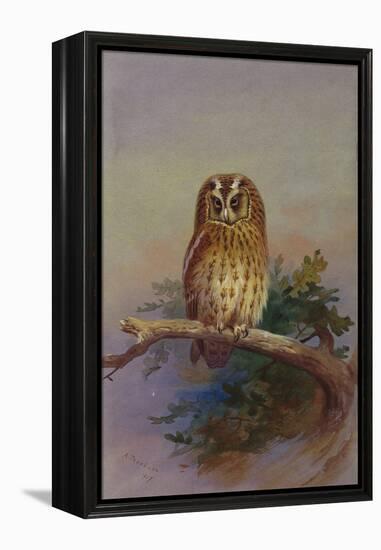 A Tawny Owl Perched on an Oak Branch, 1917 watercolor-Archibald Thorburn-Framed Premier Image Canvas