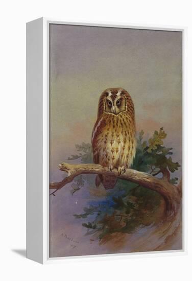 A Tawny Owl Perched on an Oak Branch, 1917 watercolor-Archibald Thorburn-Framed Premier Image Canvas