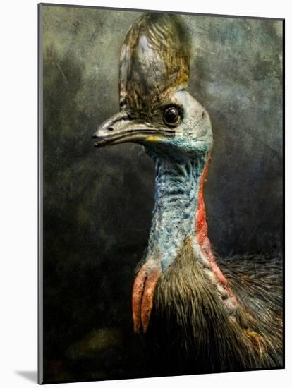 A Taxidermy Cassowary-Clive Nolan-Mounted Photographic Print