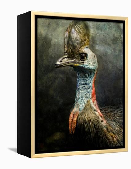 A Taxidermy Cassowary-Clive Nolan-Framed Premier Image Canvas