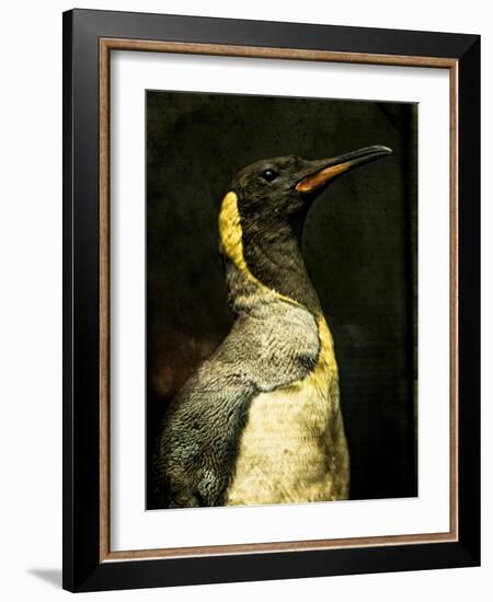 A Taxidermy King Penguin-Clive Nolan-Framed Photographic Print