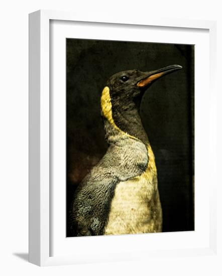 A Taxidermy King Penguin-Clive Nolan-Framed Photographic Print