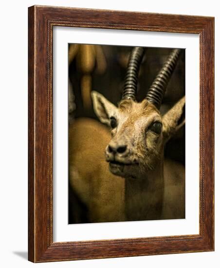 A Taxidermy Thomson's Gazelle-Clive Nolan-Framed Photographic Print