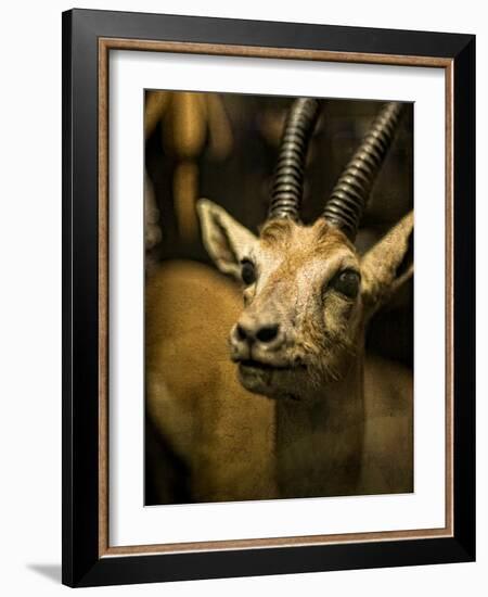 A Taxidermy Thomson's Gazelle-Clive Nolan-Framed Photographic Print