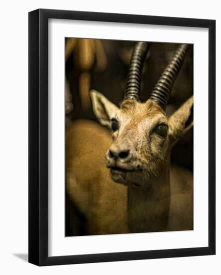 A Taxidermy Thomson's Gazelle-Clive Nolan-Framed Photographic Print