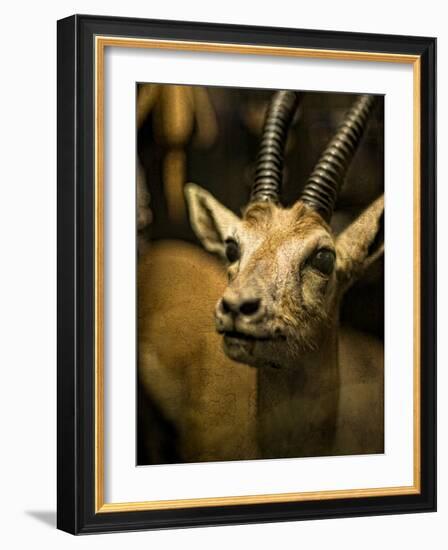 A Taxidermy Thomson's Gazelle-Clive Nolan-Framed Photographic Print