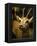 A Taxidermy Thomson's Gazelle-Clive Nolan-Framed Premier Image Canvas