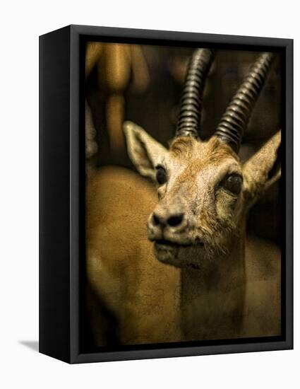 A Taxidermy Thomson's Gazelle-Clive Nolan-Framed Premier Image Canvas