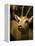 A Taxidermy Thomson's Gazelle-Clive Nolan-Framed Premier Image Canvas