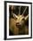 A Taxidermy Thomson's Gazelle-Clive Nolan-Framed Photographic Print