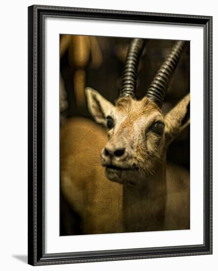 A Taxidermy Thomson's Gazelle-Clive Nolan-Framed Photographic Print