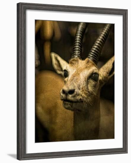 A Taxidermy Thomson's Gazelle-Clive Nolan-Framed Photographic Print