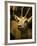 A Taxidermy Thomson's Gazelle-Clive Nolan-Framed Photographic Print