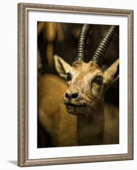 A Taxidermy Thomson's Gazelle-Clive Nolan-Framed Photographic Print