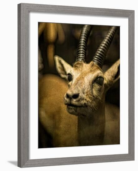 A Taxidermy Thomson's Gazelle-Clive Nolan-Framed Photographic Print