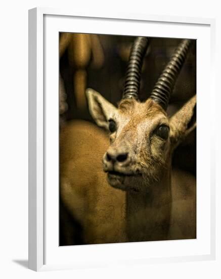 A Taxidermy Thomson's Gazelle-Clive Nolan-Framed Photographic Print