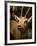 A Taxidermy Thomson's Gazelle-Clive Nolan-Framed Photographic Print