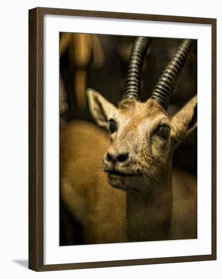 A Taxidermy Thomson's Gazelle-Clive Nolan-Framed Photographic Print