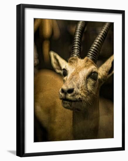 A Taxidermy Thomson's Gazelle-Clive Nolan-Framed Photographic Print