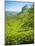 A Tea Plantation in Munnar, Kerala, India-Andrew Pini-Mounted Photographic Print